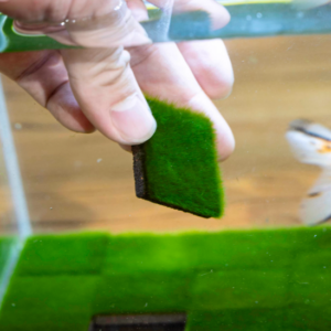 短絨藻付きプレート（4×4cm） 3枚セット お得セット