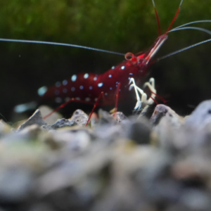 白袜-ホワイトソックスシュリンプ-0.8-1cm