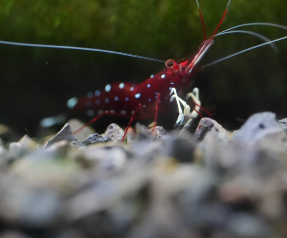 白袜-ホワイトソックスシュリンプ-0.8-1cm